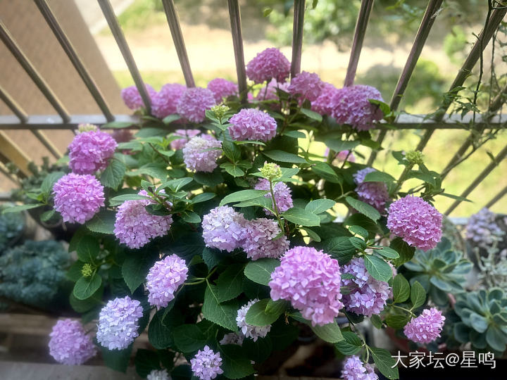 秀秀我的绣球吧_花