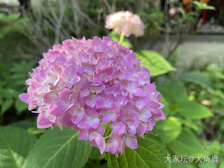 秀秀我的绣球吧_花