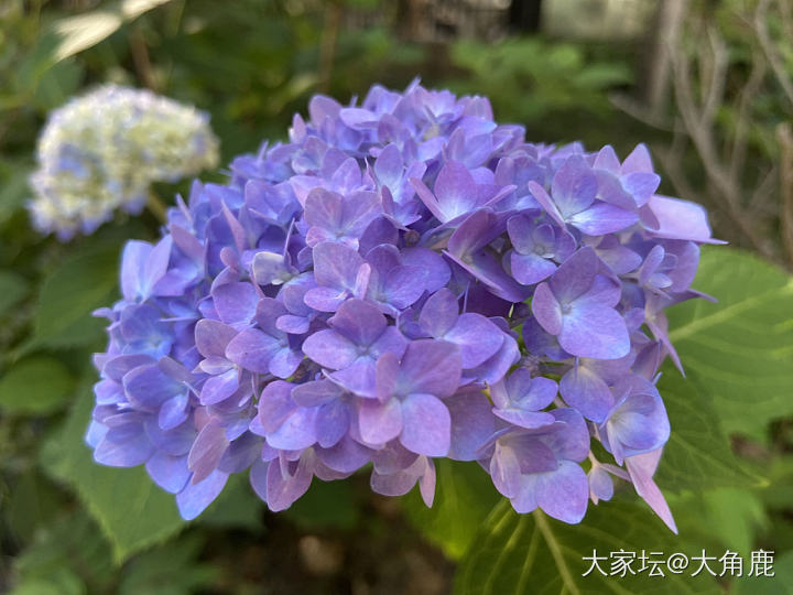 秀秀我的绣球吧_花