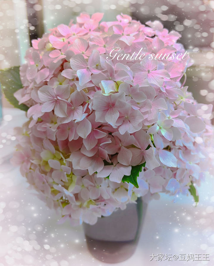 秀秀我的绣球吧_花