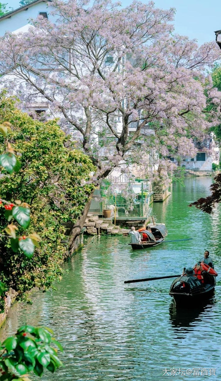 苦楝树_闲聊