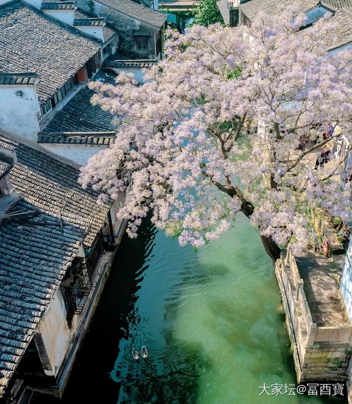 苦楝树_闲聊