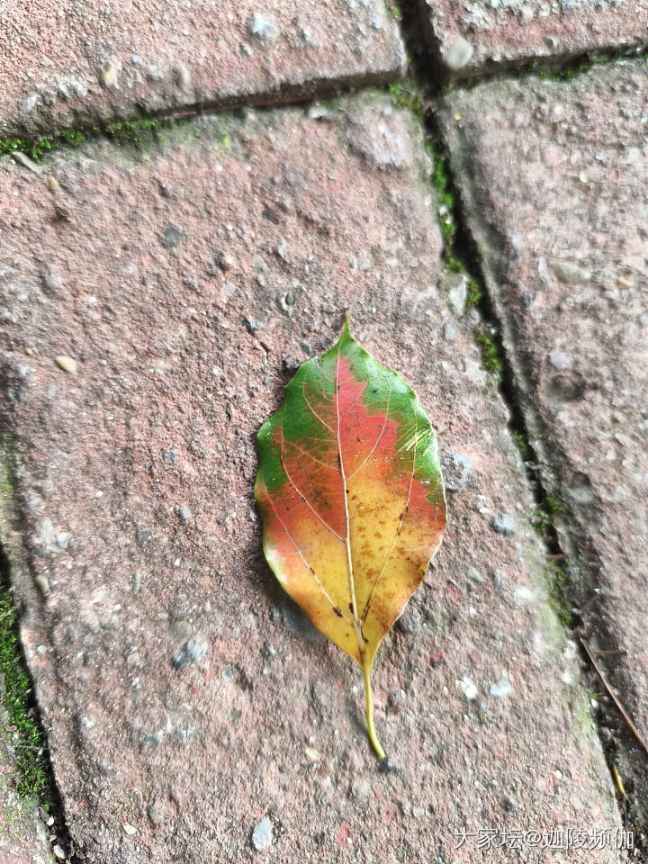 淘个阿卡老银戒，奖励疯批式减肥
