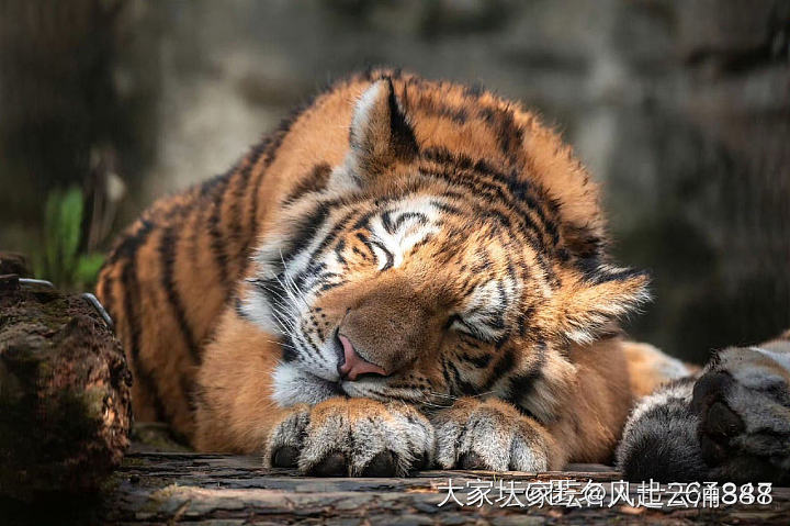 我猜金价短期不会跌了_贵金属