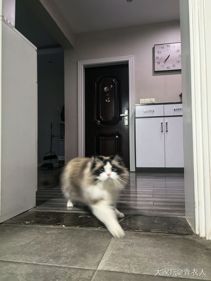 你小可爱出现了_猫
