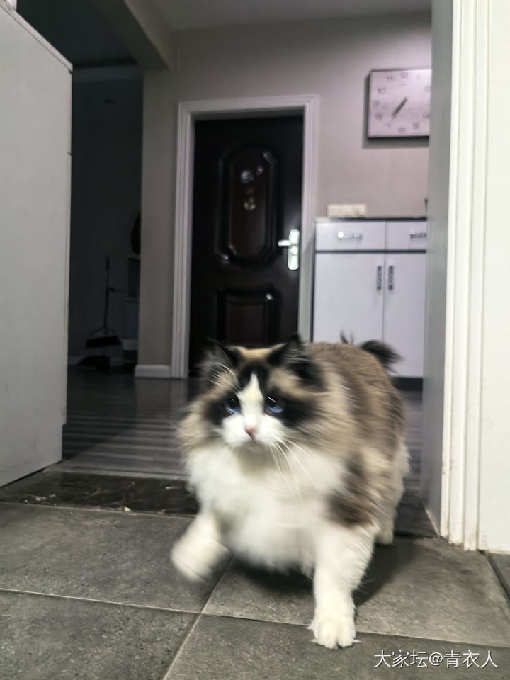 你小可爱出现了_猫