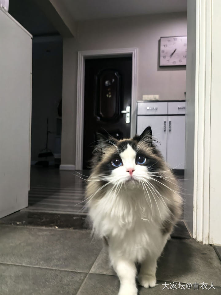 你小可爱出现了_猫