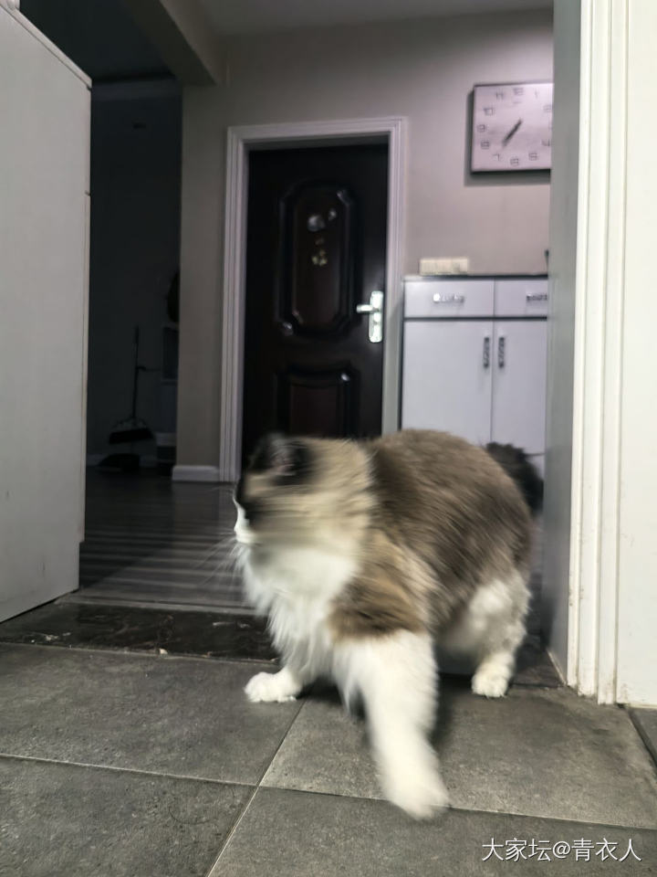 你小可爱出现了_猫