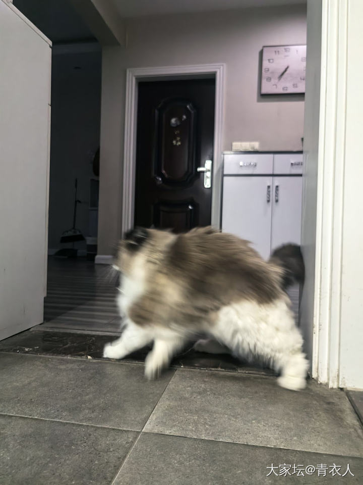 你小可爱出现了_猫