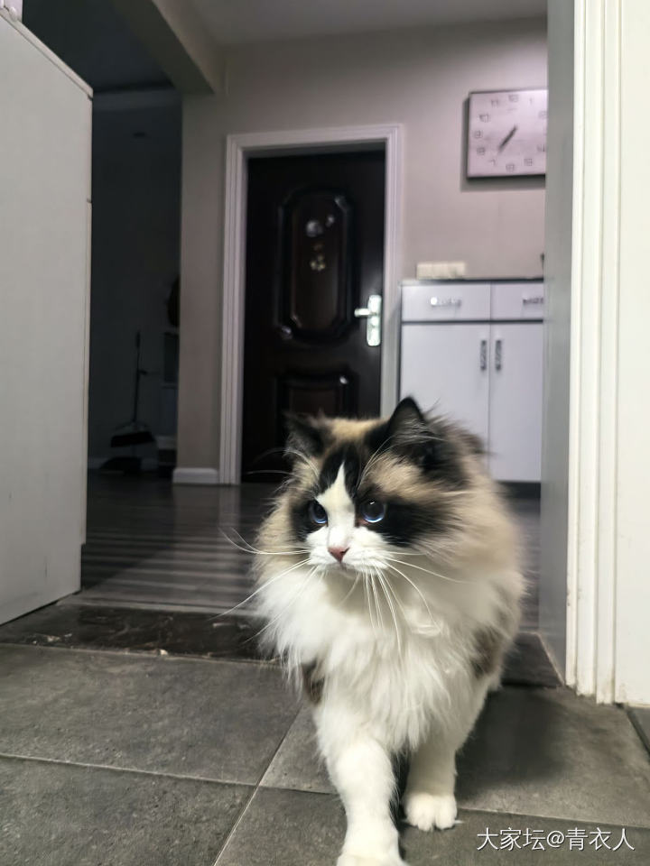 你小可爱出现了_猫
