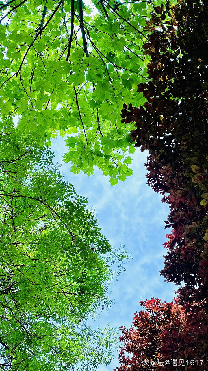 手机摄影：夏日天空_闲聊