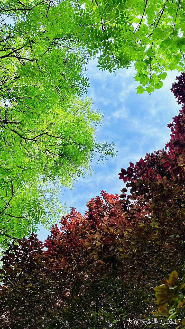 手机摄影：夏日天空_闲聊