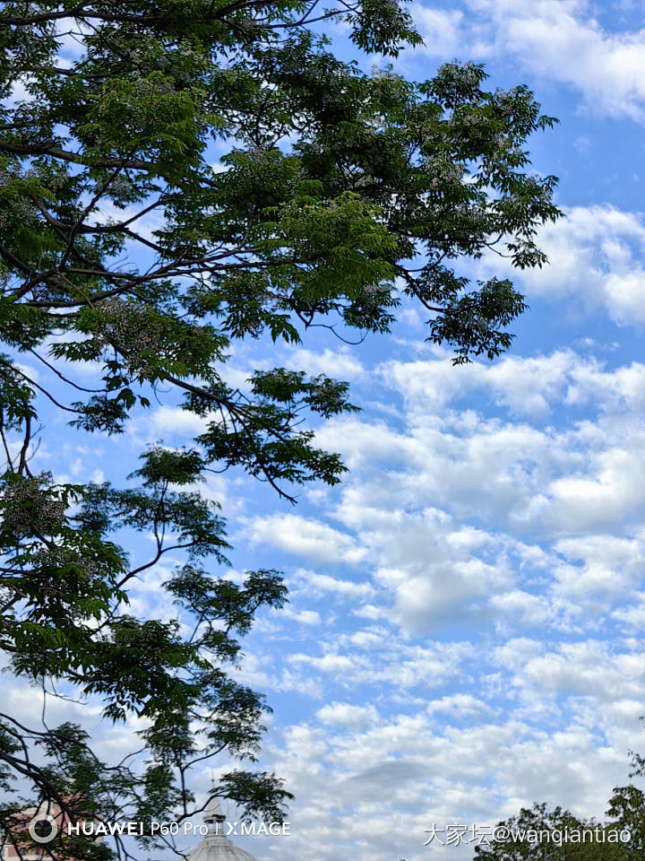 手机摄影：夏日天空_闲聊