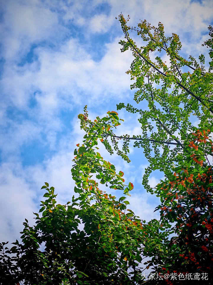 手机摄影：夏日天空_闲聊