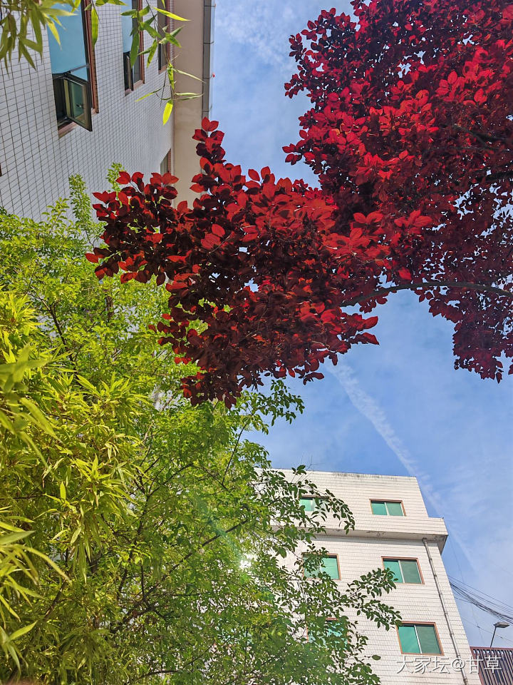 手机摄影：夏日天空_闲聊