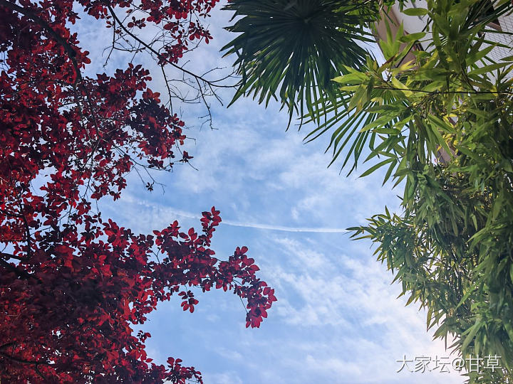手机摄影：夏日天空_闲聊