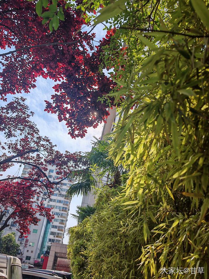 手机摄影：夏日天空_闲聊