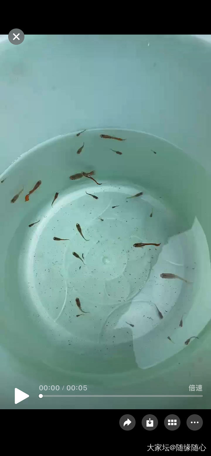 小鱼孵出来了_水族类宠物