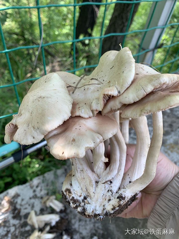 开心一刻：现在连绿化带都那么卷了吗？_闲聊