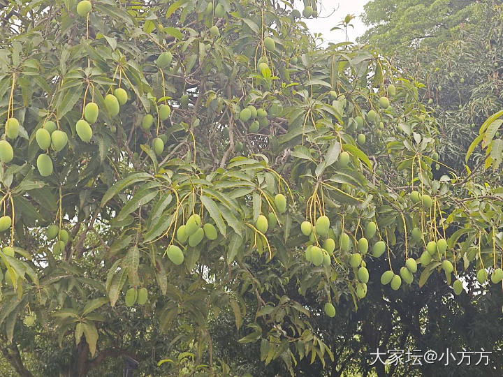 开心一刻：现在连绿化带都那么卷了吗？_闲聊