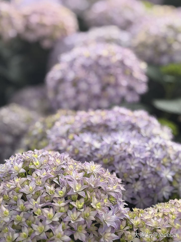 我的花儿们都挺给力_花植物