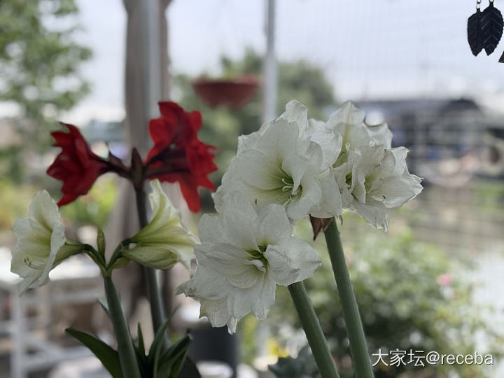 我的花儿们都挺给力_花植物