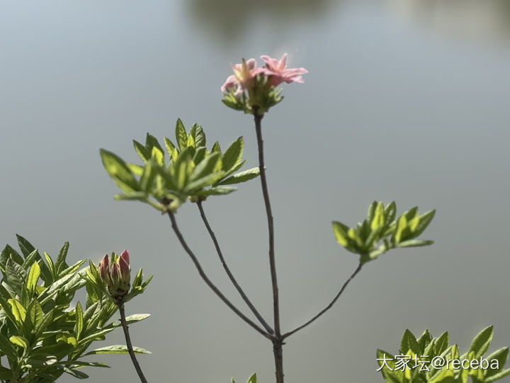 我的花儿们都挺给力_花植物
