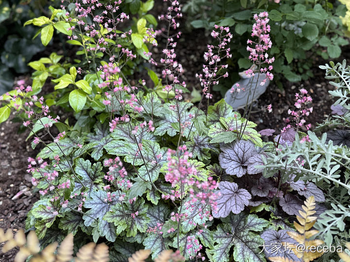 我的花儿们都挺给力_花植物