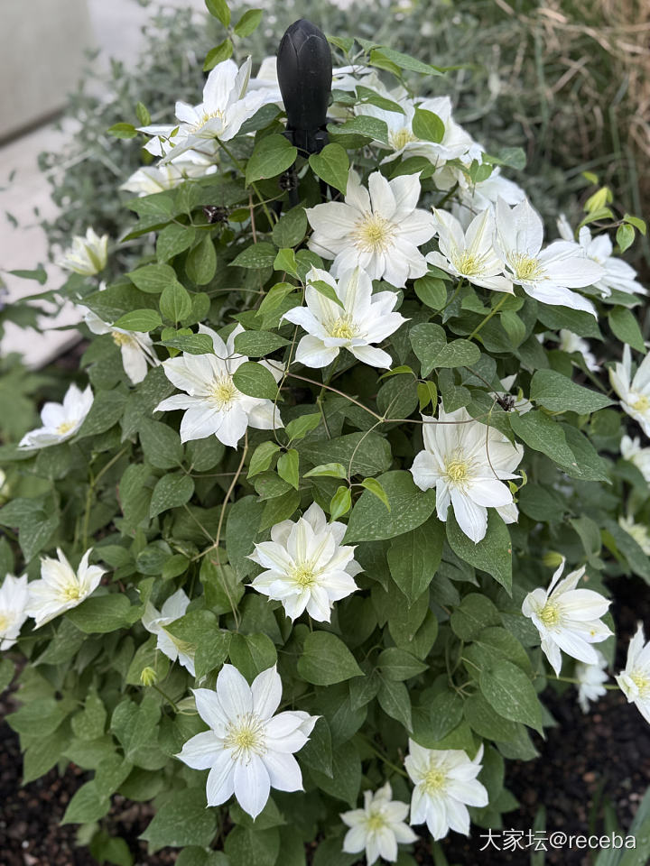 我的花儿们都挺给力_花植物