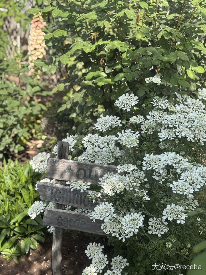 我的花儿们都挺给力_花植物