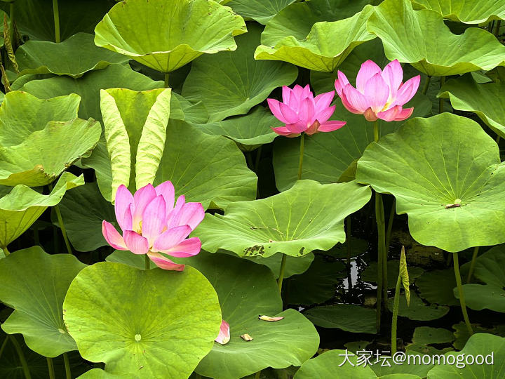 浣花溪上见卿卿_旅游