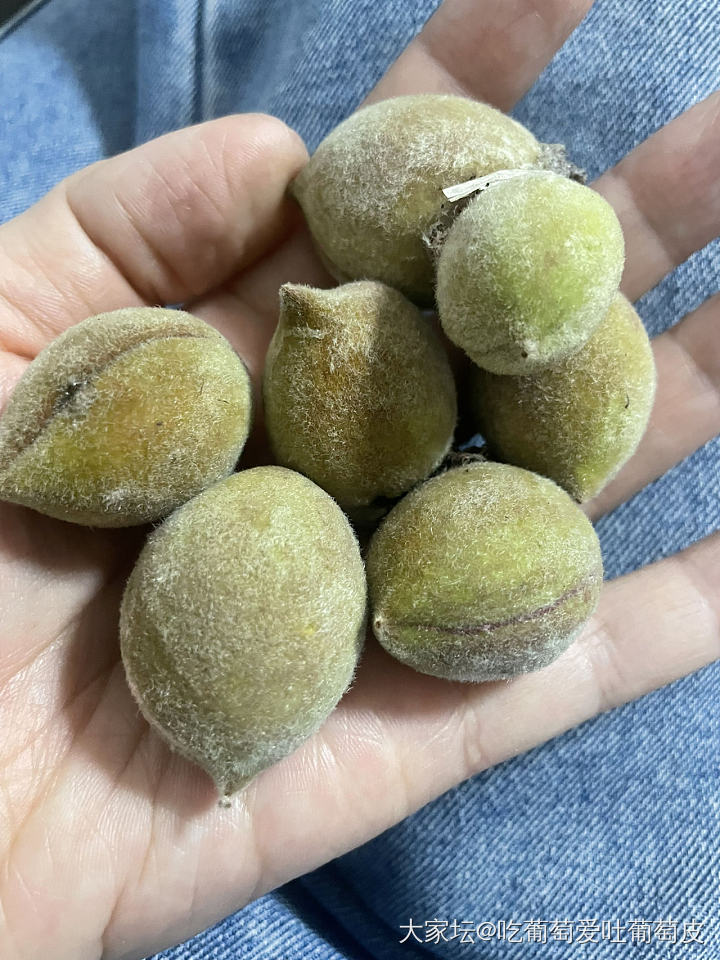 周末盘盘盘_核桃文玩
