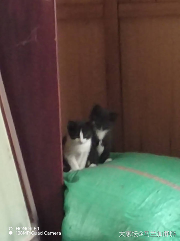 有要小猫咪的吗，湖北天门的。要的请联系我，免费送_猫