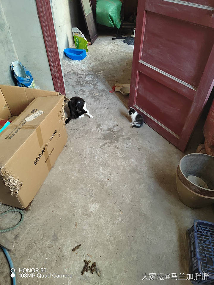 有要小猫咪的吗，湖北天门的。要的请联系我，免费送_猫