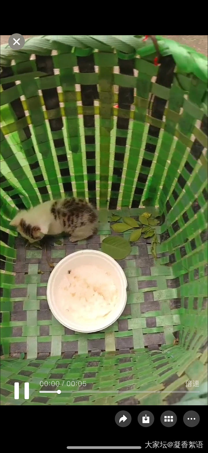 有要小猫咪的吗，湖北天门的。要的请联系我，免费送_猫