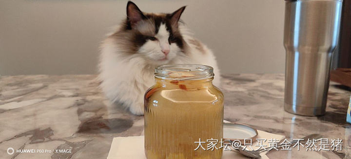不管吃个啥都要蹲守，眼巴巴的看着，_猫
