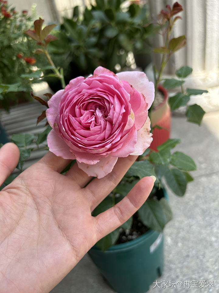 玉环鸣_花