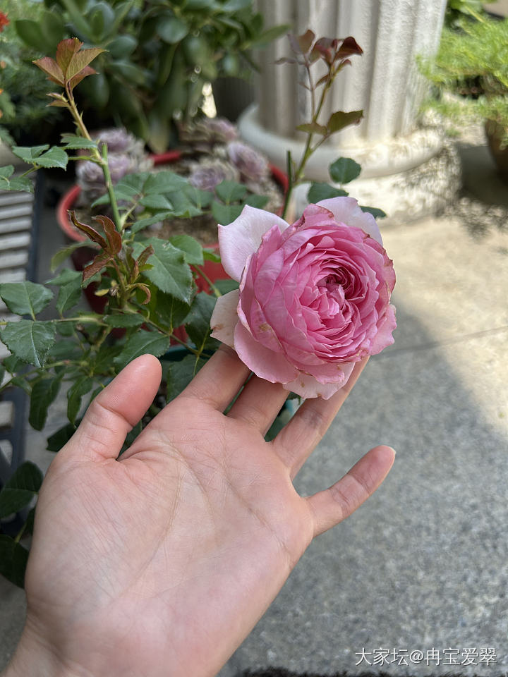 玉环鸣_花