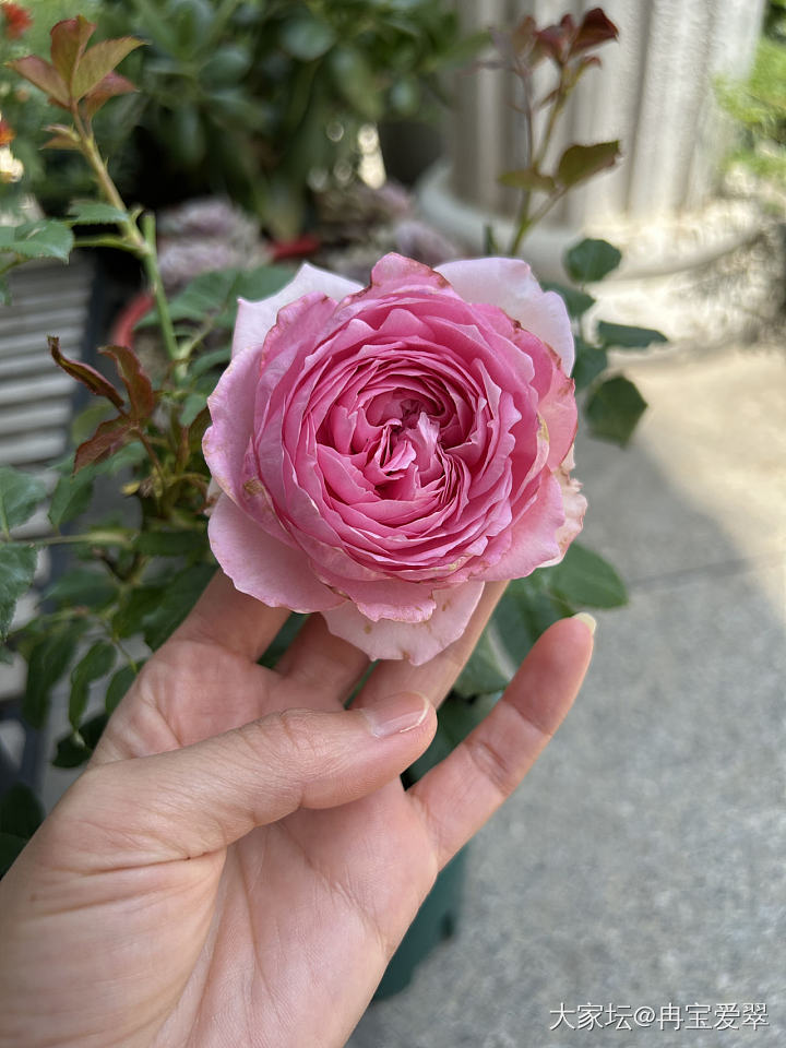 玉环鸣_花