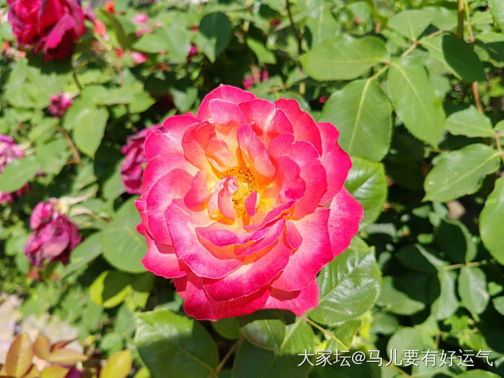 玉环鸣_花