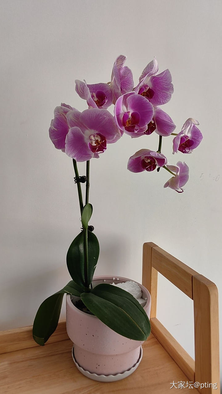 最近买花上瘾了_花