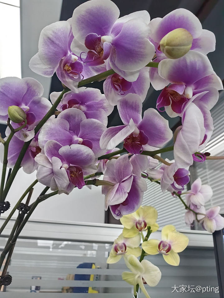 最近买花上瘾了_花