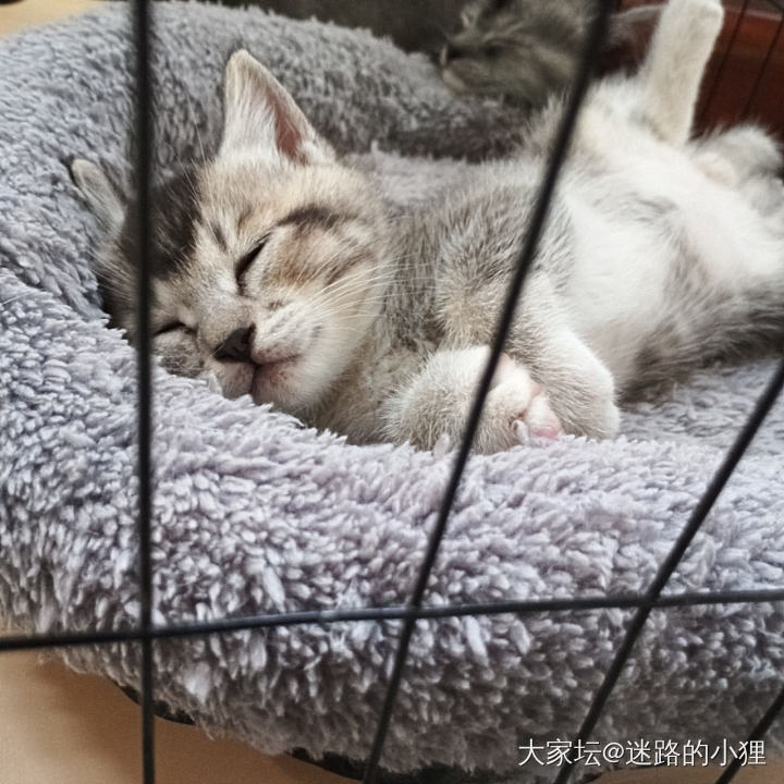 能否萌化你的心？_猫