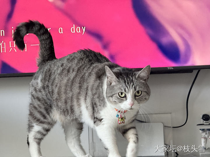 真羡慕它_猫