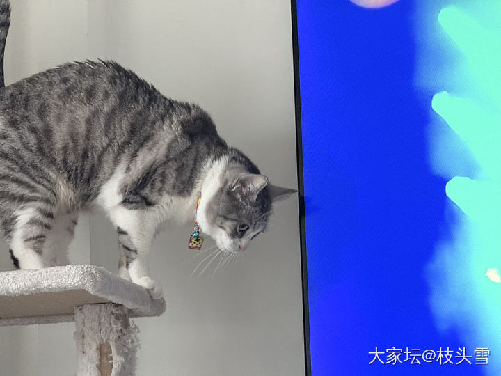 真羡慕它_猫