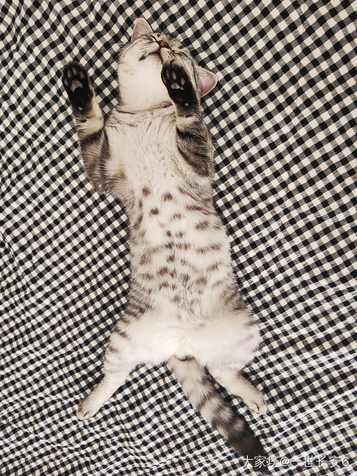 真羡慕它_猫