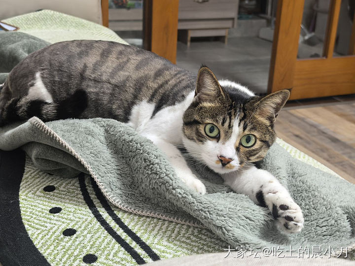 真羡慕它_猫