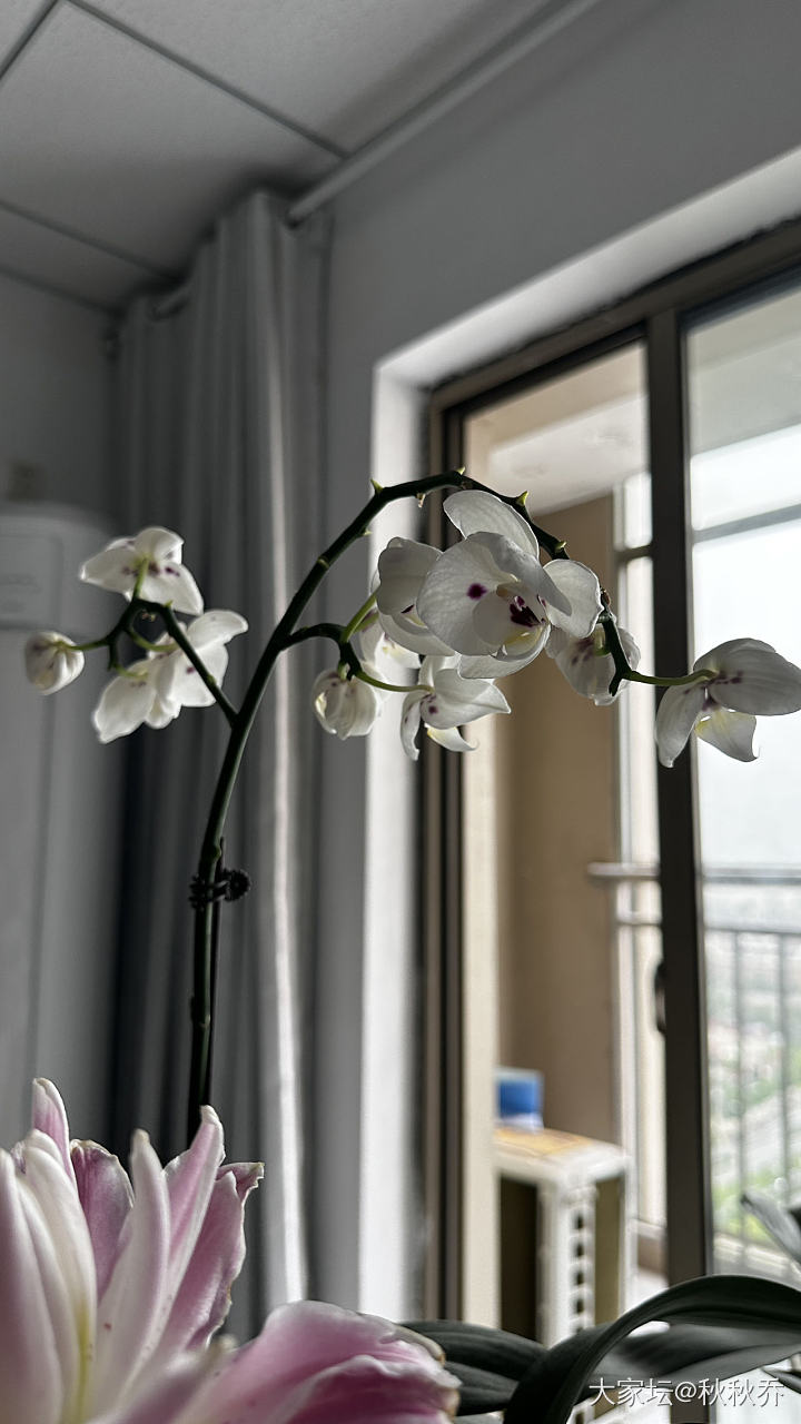 办公桌上的花_花