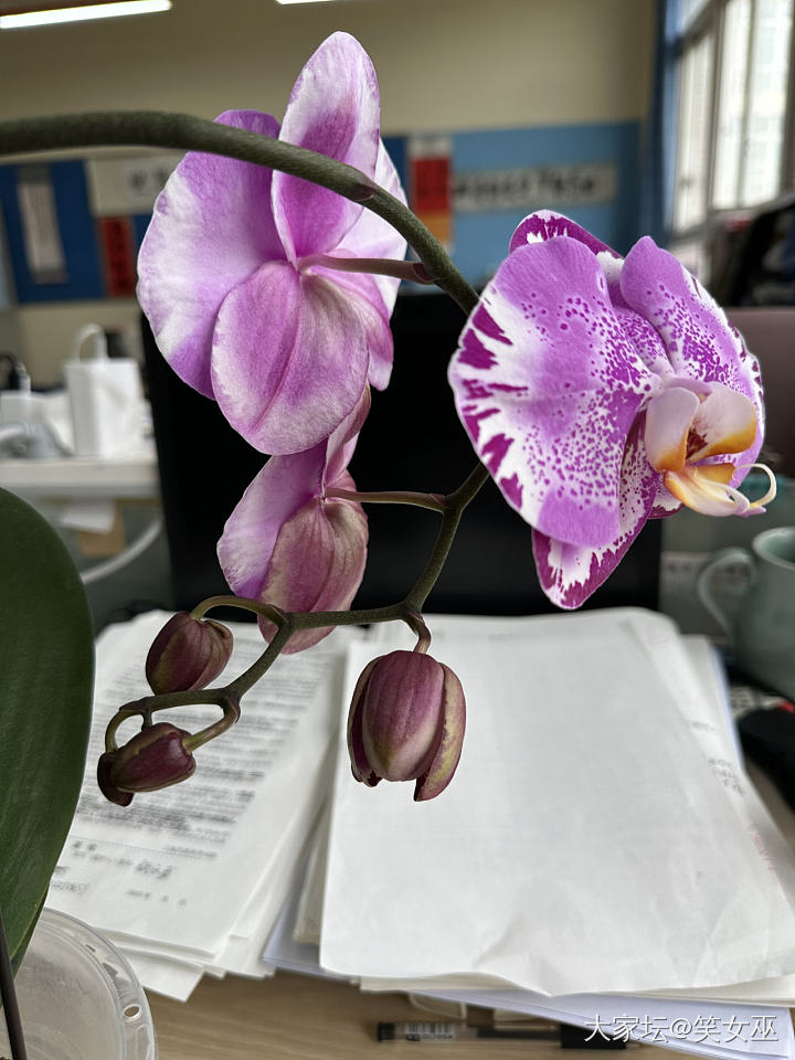 办公桌上的花_花
