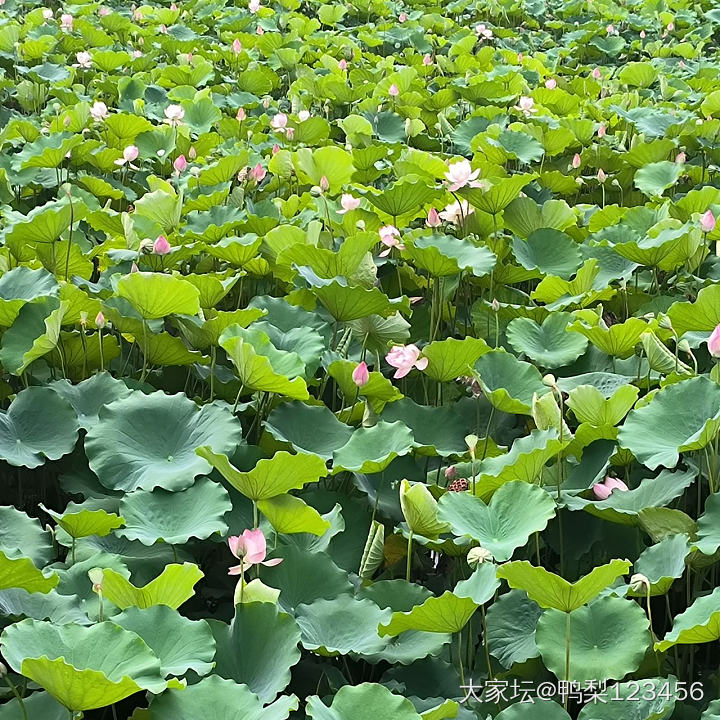 花越来越多了_花